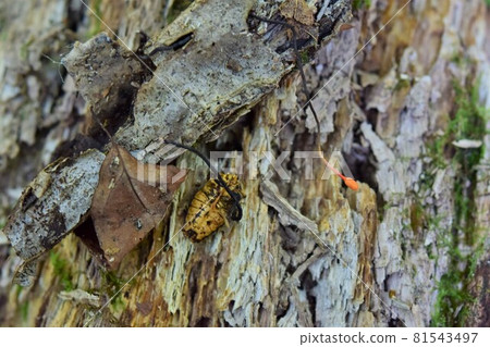 Kamemushitake Cordyceps sinensis 81543497