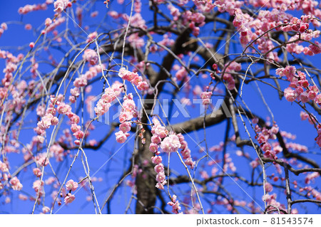 Plum Kurehamachi Plum Kurehamachi 81543574
