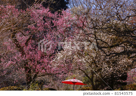 [Tokyo] Keio Mogusaen at the Plum Festival 81543575