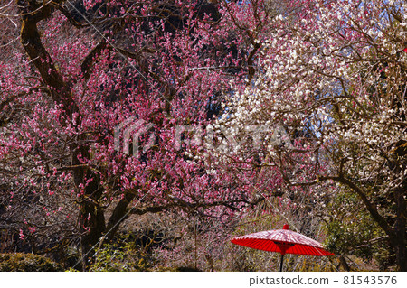 [東京] 梅花節慶王茂草園 81543576