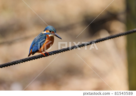Kingfisher male Kingfisher male 81543589