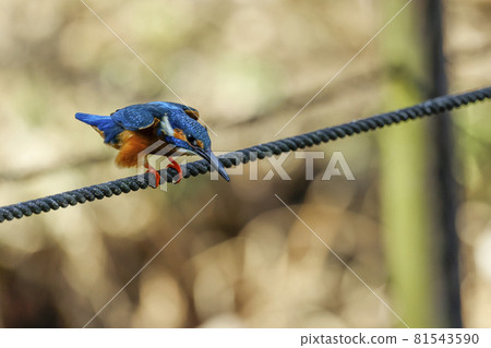 Male Kingfisher aiming for prey Male Kingfisher aiming for prey 81543590