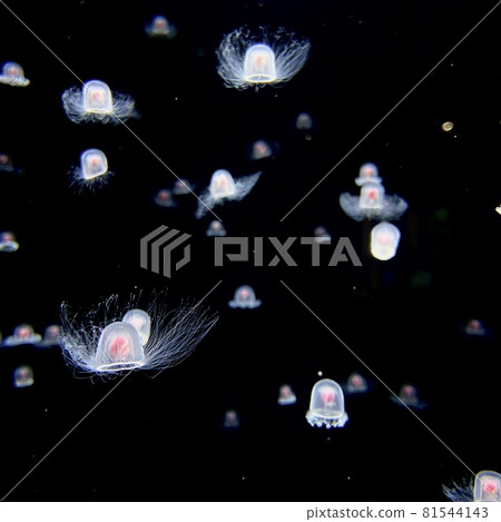 A large number of small jellyfish shaped like hats swimming 81544143
