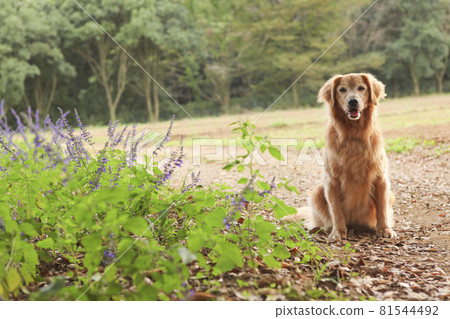 A little old American Golden Retriever and Lavender 81544492