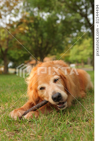 一隻稍年長的美國金毛獵犬在草坪上用雙手咬住樹枝 81544494