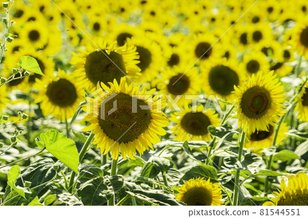岡山縣笠岡市笠岡灣農場向日葵 岡山縣笠岡市笠岡灣農場向日葵 81544551