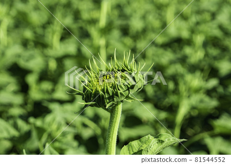 Kasaoka Bay Farm Sunflower, Kasaoka City, Okayama Prefecture Kasaoka Bay Farm Sunflower, Kasaoka City, Okayama Prefecture 81544552