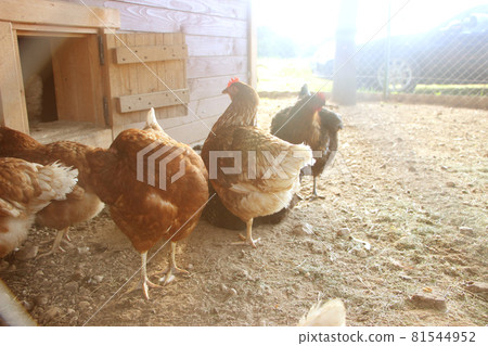 Farm hens in yard. Selective focus. natural farming concept 81544952