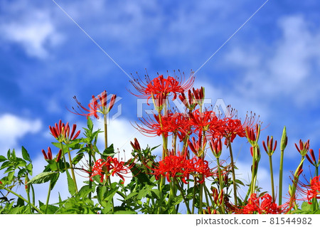 Fukizuka, Kawajima-cho, Hiki-gun, Saitama Prefecture, Manju Saka (cluster amaryllis) on the banks of the Oppe River and the autumn sky 81544982