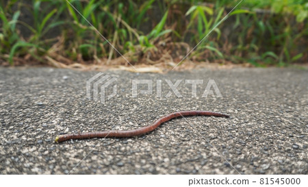 有蚯蚓的風景<01>（路邊爬行的蚯蚓） 81545000