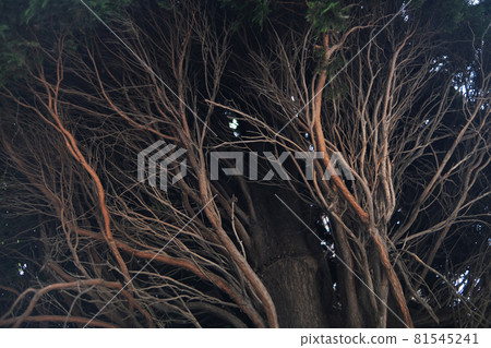 The bare branches of the tree are woven. Densely growing branches. the tree of life. Roots. 81545241