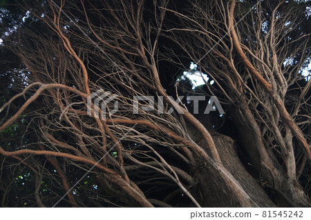 The bare branches of the tree are woven. Densely growing branches. the tree of life. Roots. 81545242