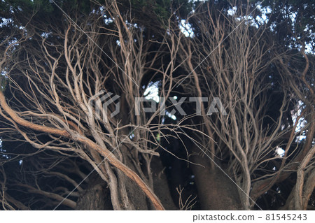 The bare branches of the tree are woven. Densely growing branches. the tree of life. Roots. 81545243