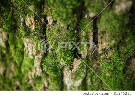 green moss on a tree bark Close-up texture green moss on a tree bark Close-up texture 81545253