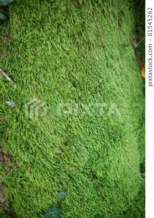 Green Moss background, mossy texture close-up 81545262