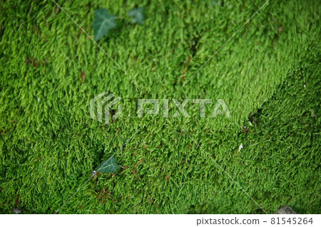 Green Moss background, mossy texture close-up Green Moss background, mossy texture close-up 81545264