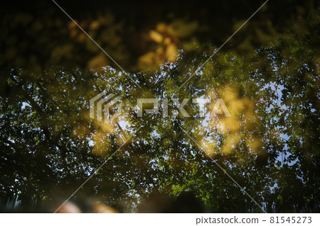 Beautiful autumn in the forest. Reflection of pines in an open bog and ripples in the water. Beautiful autumn in the forest. Reflection of pines in an open bog and ripples in the water. 81545273