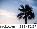 Silhouette of sunset and palm trees 81545287