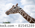 Blue sky and giraffe 81545289