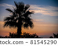 Sunset magic hour palm tree silhouette 81545290