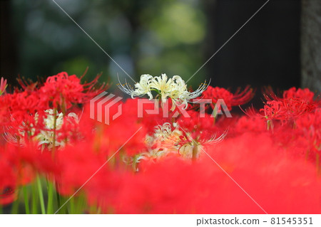 Senba-cho, Kawagoe-shi, Saitama Manju Saka (cluster amaryllis) 在 Senba Hikawa Shrine 81545351