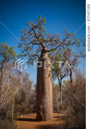 Landscape with Adansonia grandidieri baobab tree in Reniala national park, Toliara, Madagascar Landscape with Adansonia grandidieri baobab tree in Reniala national park, Toliara, Madagascar 81545388