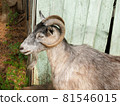 Bearded gray goat with large chic horns in profile 81546015