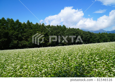 Buckwheat field in Togakushi plateau Buckwheat field in Togakushi plateau 81546516