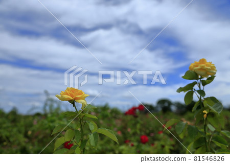 Arao City Ominous Citizen Flower Bed Rose Flower, Arao City Ominous Citizen Flower Bed Rose Flower, 81546826
