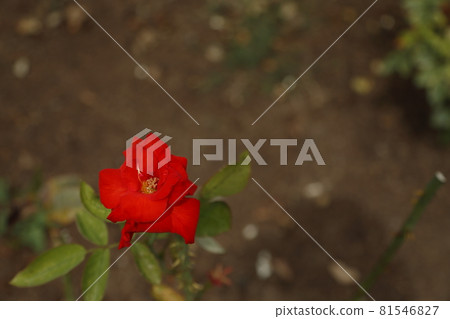 Arao City Ominous Citizen Flower Bed Rose Flower, Arao City Ominous Citizen Flower Bed Rose Flower, 81546827