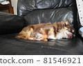 Chihuahua sleeping on the sofa 81546921