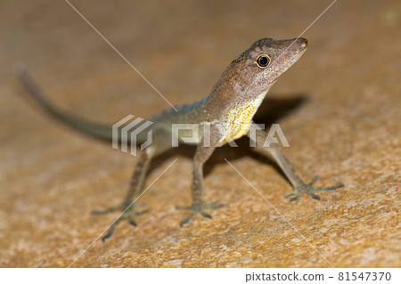 Anole Lizard, Anolis, Corcovado National Park, Costa Rica Anole Lizard, Anolis, Corcovado National Park, Costa Rica 81547370