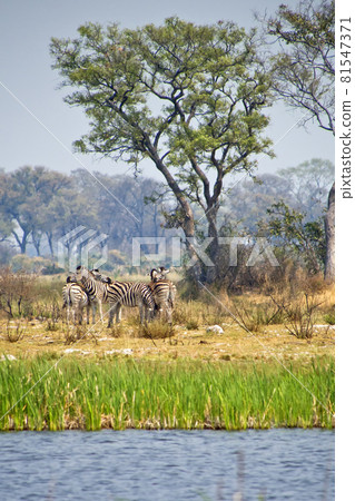 Zebras, Equus quagga, Okavango Delta, Botswana Zebras, Equus quagga, Okavango Delta, Botswana 81547371