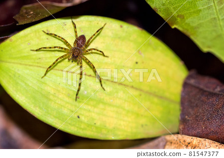 Tropical Spider, Corcovado National Park, Costa Rica Tropical Spider, Corcovado National Park, Costa Rica 81547377