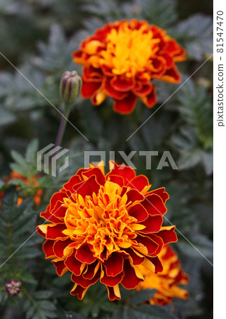 盛開在夏日的萬壽菊 81547470