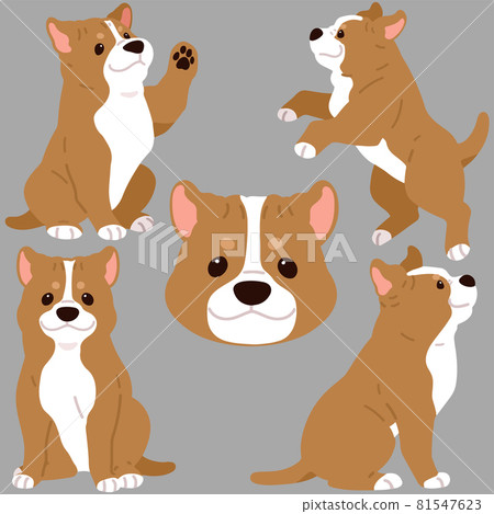 簡單可愛的美國比特鬥牛犬插圖集,沒有主線 簡單可愛的美國比特鬥牛犬插圖集,沒有主線 81547623