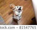 Dog barking while jumping 81547765