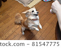 Dog play jump 81547775