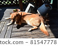 Two old dogs get along and take a nap in the sun 81547778