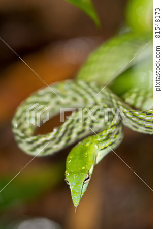 Green Vine Snake, Sinharaja National Park Rain Forest, Sri Lanka. Green Vine Snake, Sinharaja National Park Rain Forest, Sri Lanka. 81548173
