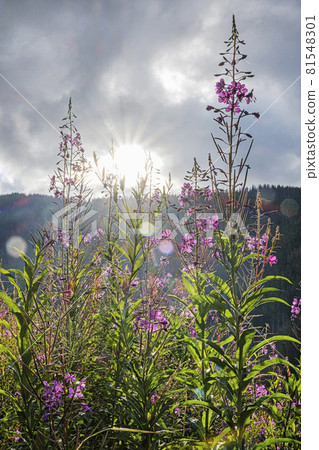 Epilobium angustifolium flowers, Western Tatras, Slovakia 81548301