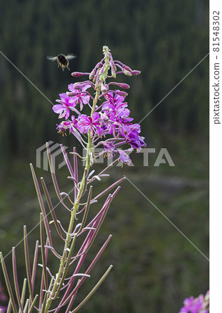 Epilobium angustifolium flowers, Western Tatras, Slovakia 81548302