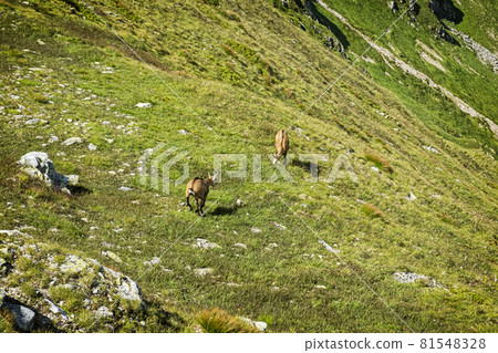 Tatra chamois (Rupicapra rupicapra tatrica) in Western Tatras, Slovakia 81548328