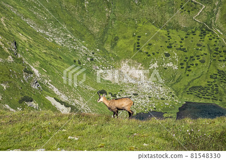 Tatra chamois (Rupicapra rupicapra tatrica) in Western Tatras, Slovakia Tatra chamois (Rupicapra rupicapra tatrica) in Western Tatras, Slovakia 81548330
