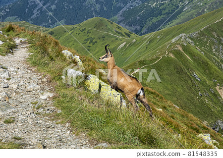 Tatra chamois (Rupicapra rupicapra tatrica) in Western Tatras, Slovakia Tatra chamois (Rupicapra rupicapra tatrica) in Western Tatras, Slovakia 81548335