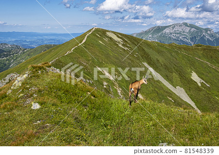 Tatra chamois (Rupicapra rupicapra tatrica) in Western Tatras, Slovakia Tatra chamois (Rupicapra rupicapra tatrica) in Western Tatras, Slovakia 81548339