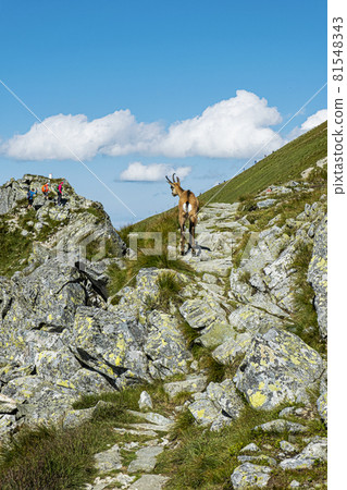 Tatra chamois (Rupicapra rupicapra tatrica) in Western Tatras, Slovakia Tatra chamois (Rupicapra rupicapra tatrica) in Western Tatras, Slovakia 81548343