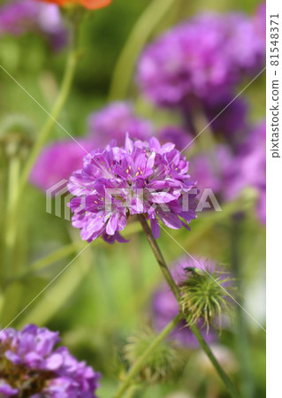 Great thrift Ballerina Lilac 81548371