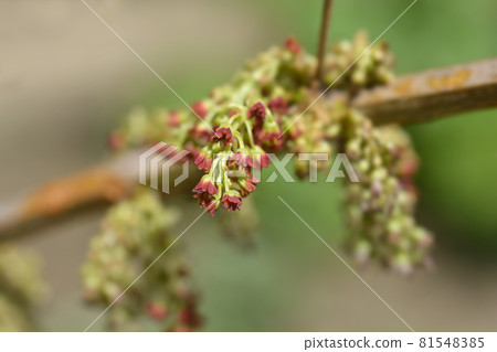 English redoul 81548385