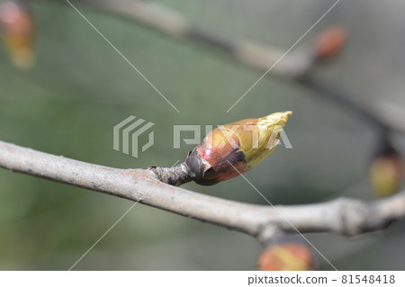 Handkerchief tree Handkerchief tree 81548418